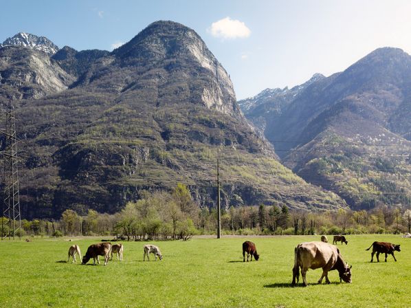 la nostra mandria pascolando